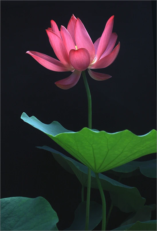 Sự trung thực với chính mình