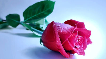 Nhớ lời mẹ xưa