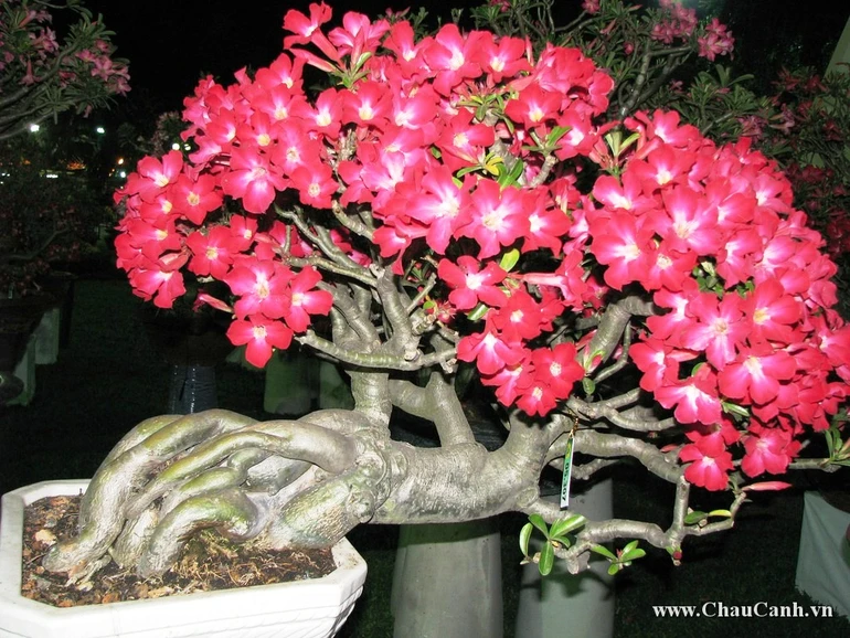 Những đóa hoa mừng Phật đản