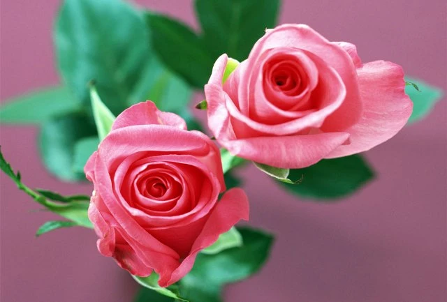 Ảnh minh họa từ internet