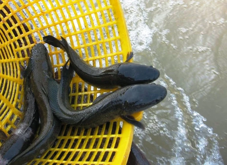 Sát sanh và quả báo hiện tiền