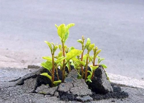 Tuy có chướng mà không ngại - Ảnh minh họa