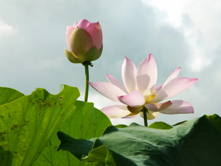 Đời có người tốt người xấu, đừng vơ đũa cả nắm, đừng tuyệt vọng.