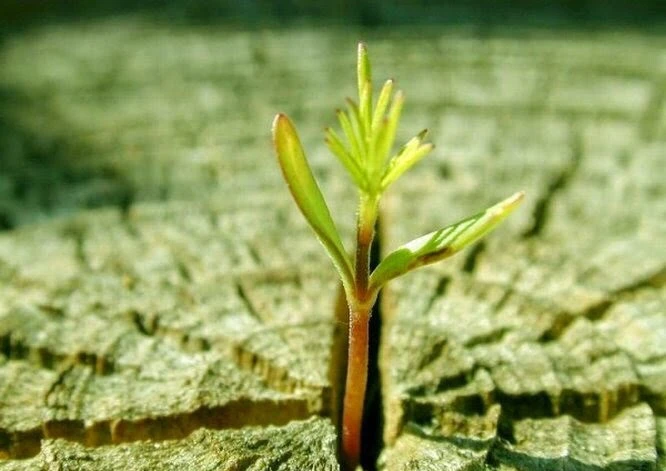 Kiếp này, kiếp trước là một hay hai? - Ảnh minh họa