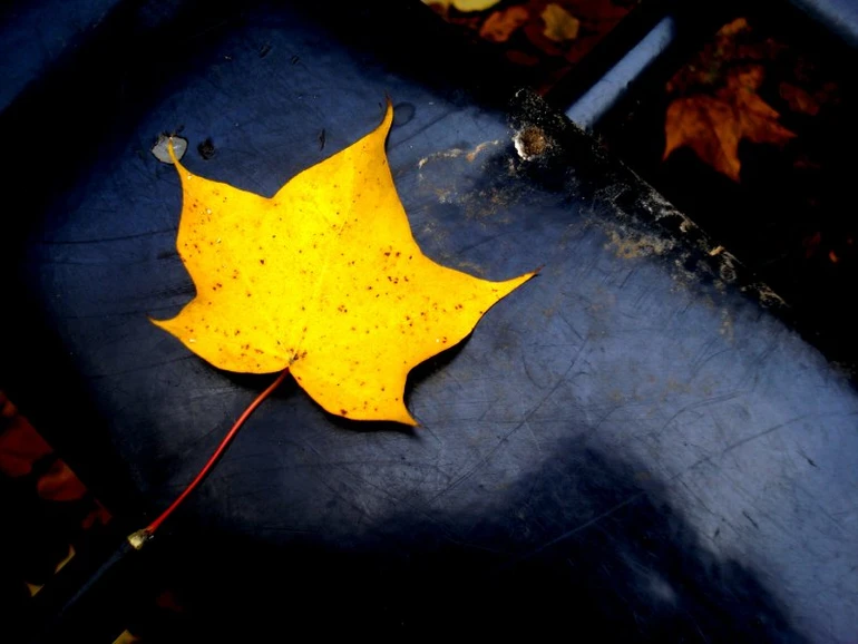 Tựa lá vàng kia!