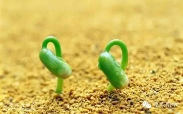 Gieo trồng hạnh phúc