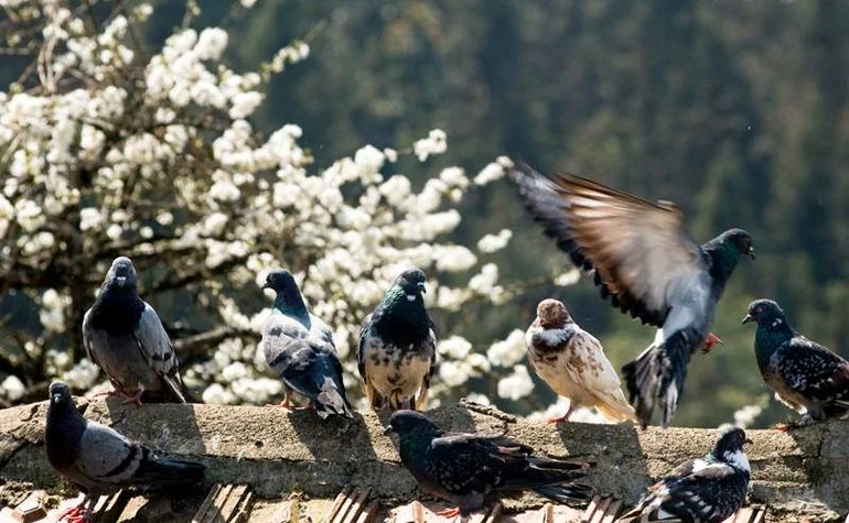 Chim bồ câu bay về