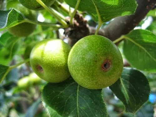 Gieo nhân gì, gặt quả nấy - Ảnh minh họa