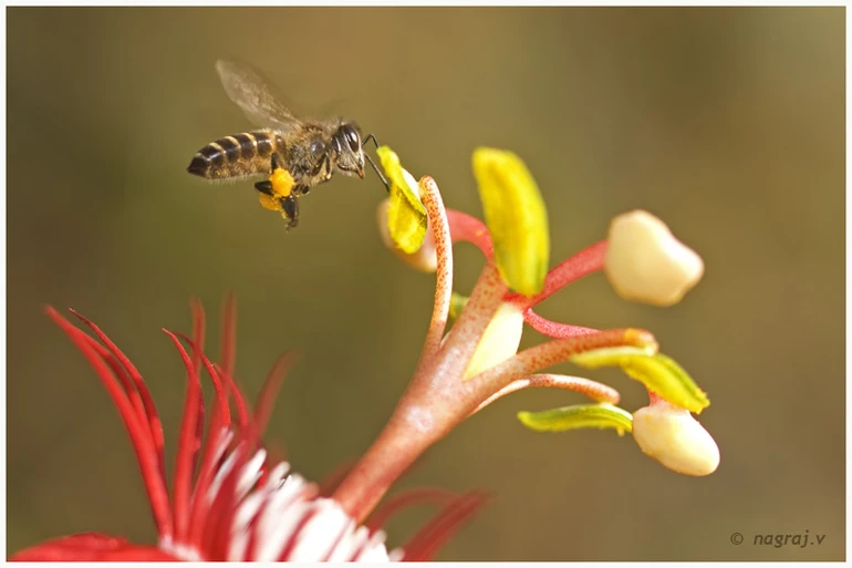 Không có trí tuệ mới bị cám dỗ