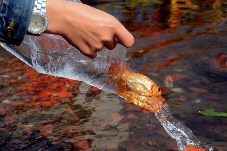 Đôi khi vì phóng sinh với lòng trắc ẩn bột phát, hoặc có lúc với mục đích ích kỷ là mong trao đổi lấy sự may mắn, mưu cầu phước đức, thích gì thả đó để rồi công đức thì chưa thấy mà tác hại tới môi trường sống, vô tình tạo nghiệp xấu, chịu sự lên án của dư luận.