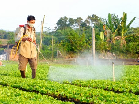 Thuốc trừ sâu làm tăng nguy cơ ung thư gan - Ảnh minh họa