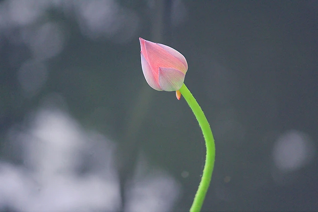 Làm việc thiện lành như đóa sen thơm gieo vào lòng - Ảnh minh họa