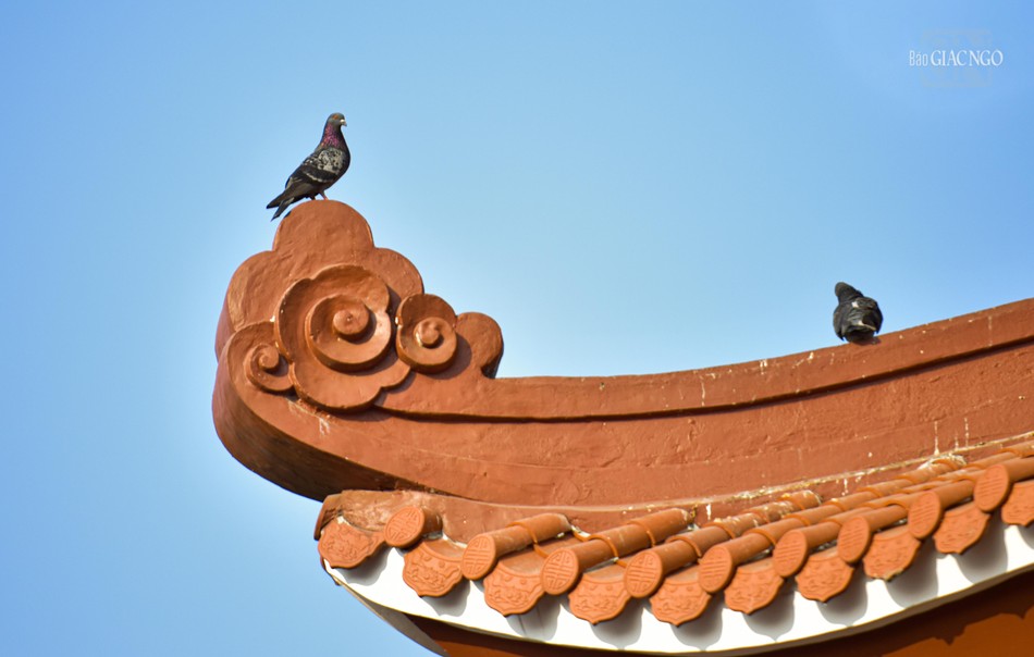 Khoảnh khắc thường ngày tại chùa Phổ Quang