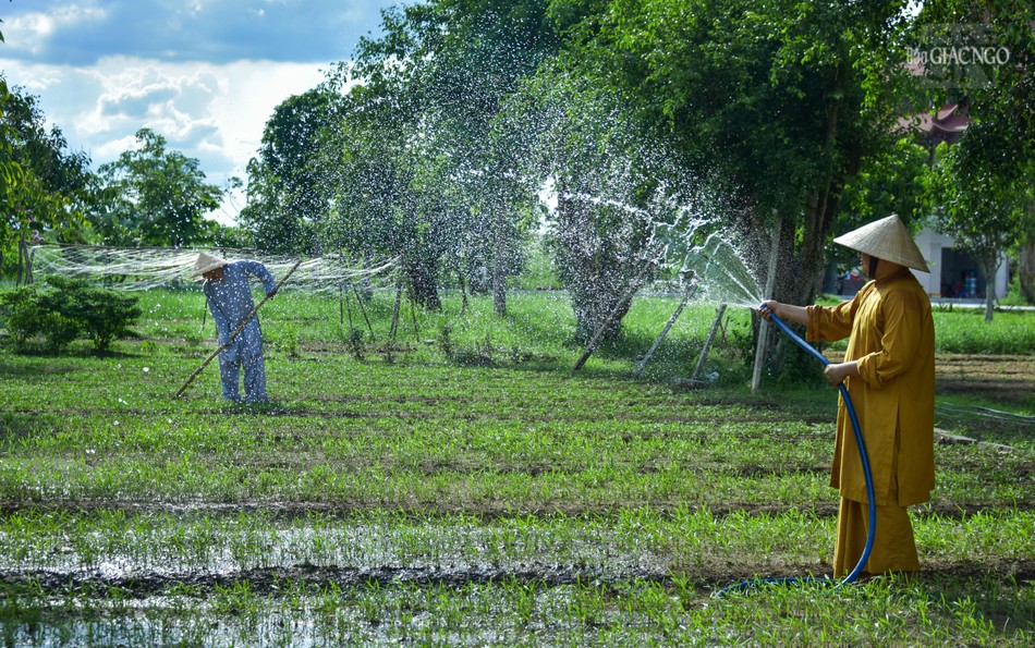 Bên cạnh việc học, trong 3 tháng an cư các hành giả còn cùng nhau chấp tác, thực hiện công việc trồng rau trong khuôn viên Học viện