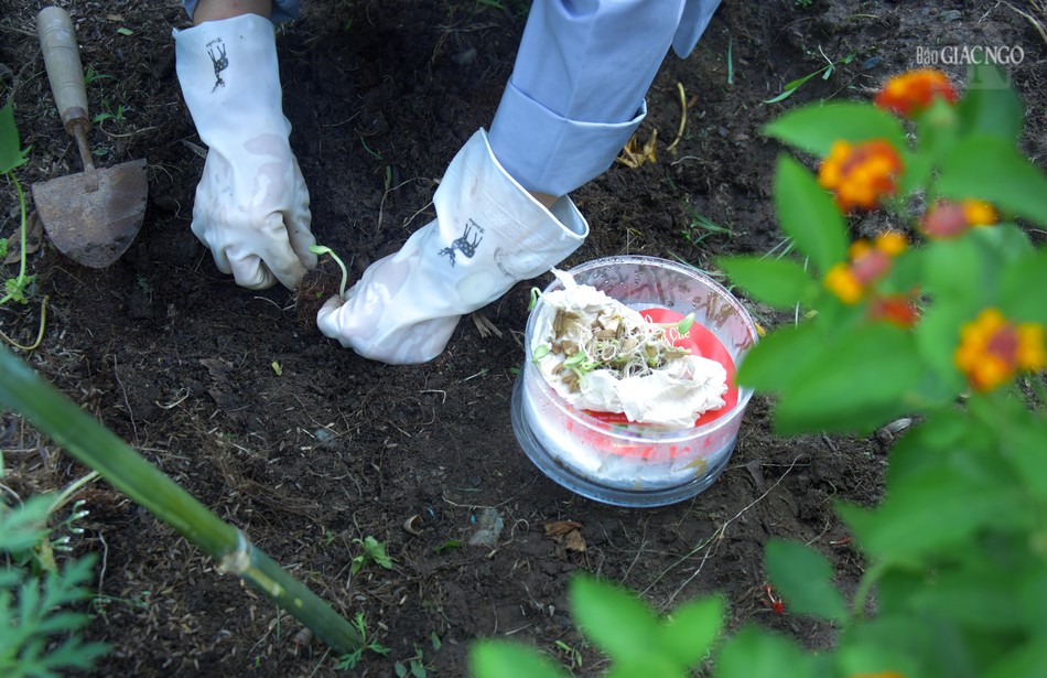 Ươm những mầm xanh