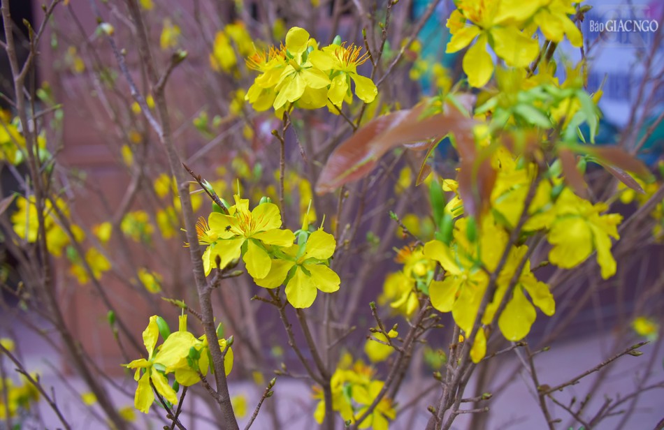 Dù đã giữa tháng Giêng nhưng mai vẫn còn nở rộ trong khuôn viên tịnh xá