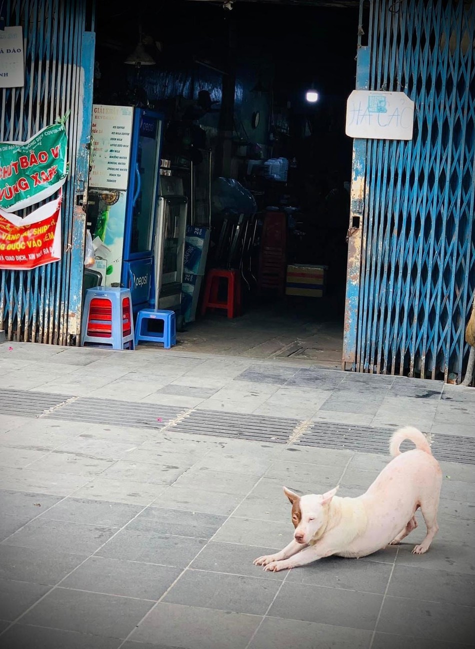 Đến cả thú cưng cũng quá mệt mỏi vì "ai ở đâu ở yên đó"... Đến cả thú cưng cũng quá mệt mỏi vì "ai ở đâu ở yên đó"...