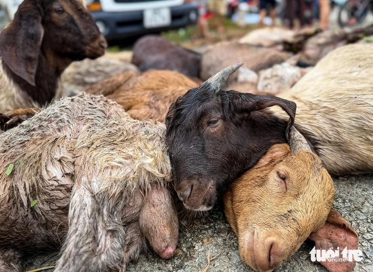 Gia sản của nhiều nông dân bị thiệt hại theo dòng nước.