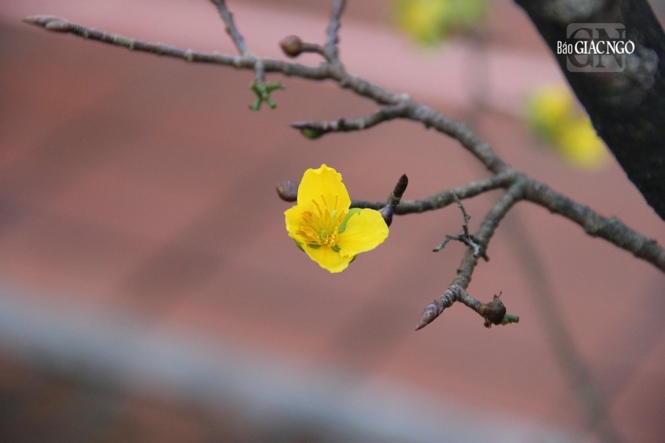 Năm nay, do thời tiết không thuận lợi, sắc mai vàng trở nên hiếm hoi tại Huế Năm nay, do thời tiết không thuận lợi, sắc mai vàng trở nên hiếm hoi tại Huế