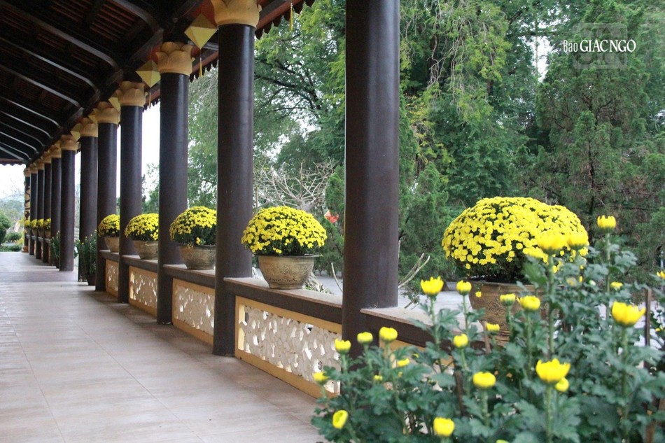 Những chậu cúc khoe sắc bên hiên tổ đình Tây Thiên Những chậu cúc khoe sắc bên hiên tổ đình Tây Thiên