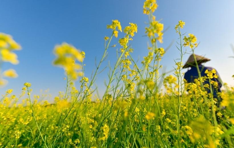 Màu vàng hoa cải đẹp đến nao lòng. Đó là một màu vàng mơ với lấp lánh cánh hoa cải dịu dàng mà e ấp - Ảnh minh họa/ Zing Màu vàng hoa cải đẹp đến nao lòng. Đó là một màu vàng mơ với lấp lánh cánh hoa cải dịu dàng mà e ấp - Ảnh minh họa/ Zing