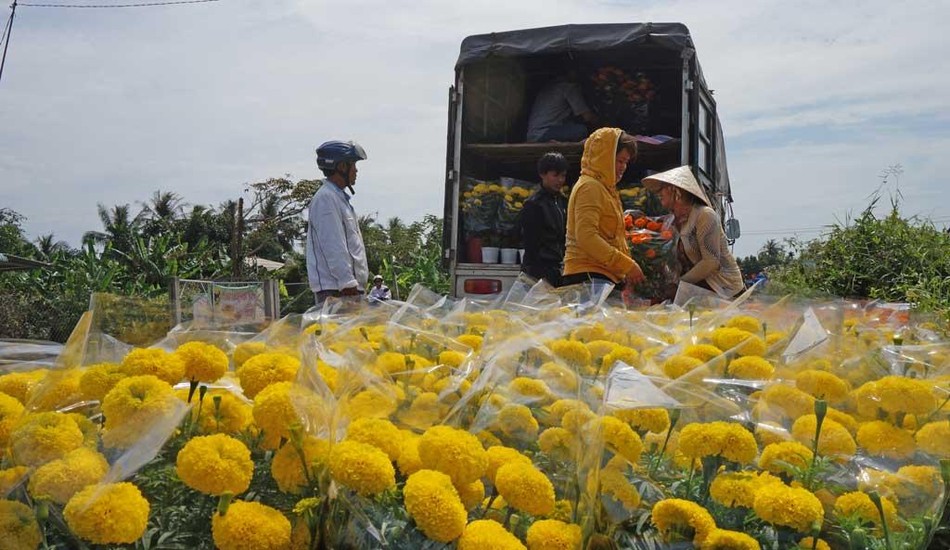 Cánh đồng hoa tết - Ảnh minh họa Cánh đồng hoa tết - Ảnh minh họa