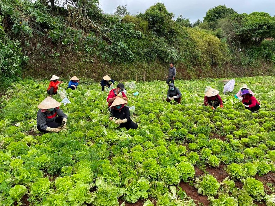 Cả cánh đồng rau xanh gởi đến phương Nam Cả cánh đồng rau xanh gởi đến phương Nam