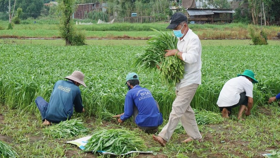 Mỗi ngày lượng rau muống có thể cung cấp cho các nơi từ 2 - 4 tấn