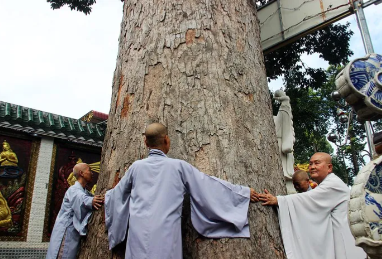 Gốc cây lớn, nhiều người ôm không xuể Gốc cây lớn, nhiều người ôm không xuể