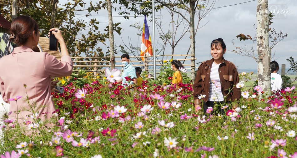 Hoa được trồng khắp không gian chùa