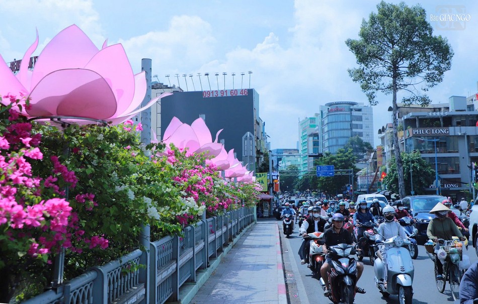 Hoa sen rực rỡ trên cầu Lê Văn Sỹ