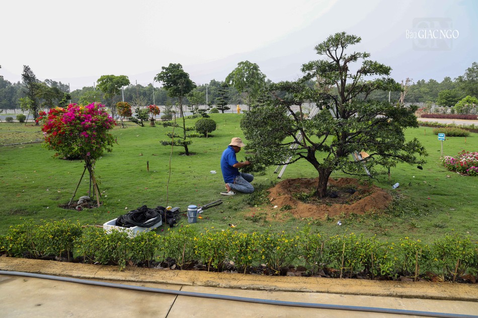 Chăm sóc cây kiểng