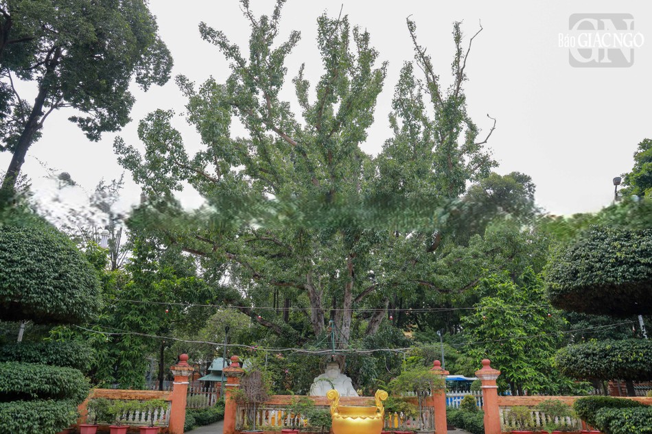 Ngăn cách giữa cổng Nhị quan và sân chùa là cây bồ-đề được Đại đức Narada mang từ Sri Lanka tặng chùa vào năm 1953