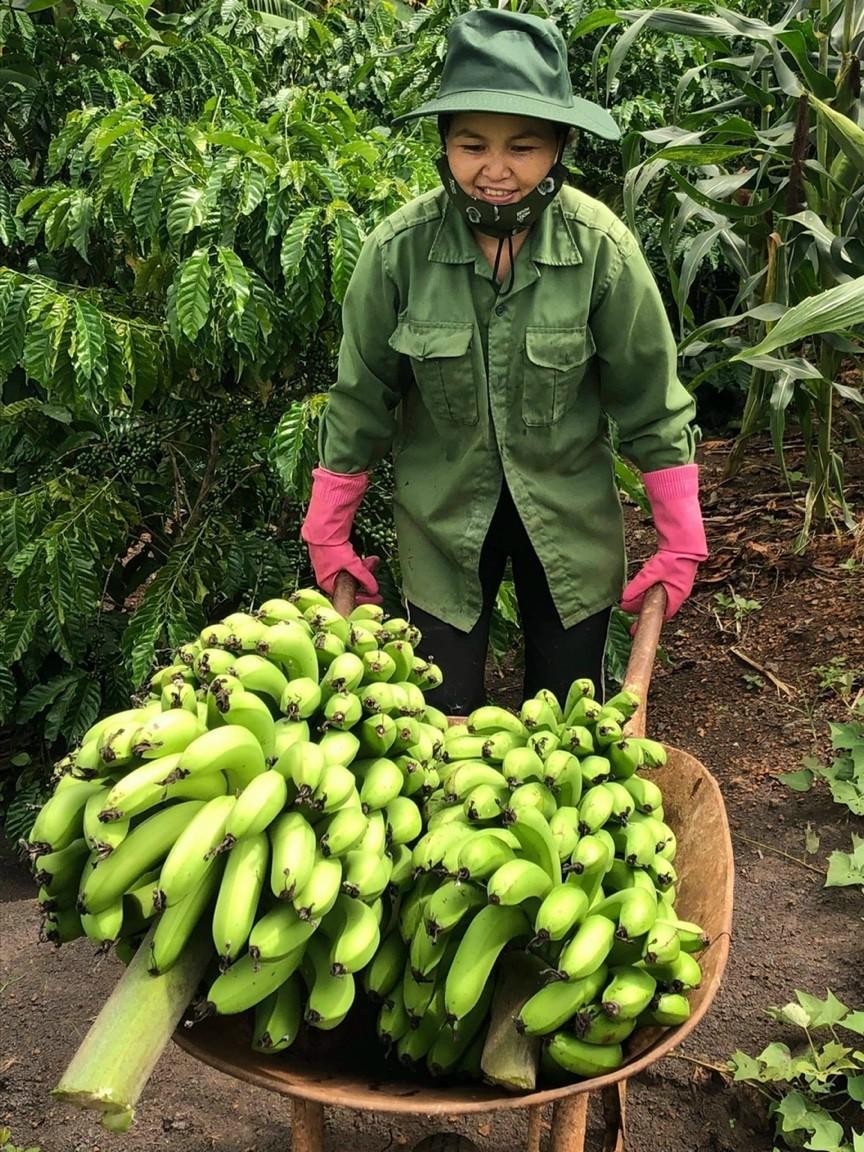Đồng bào xã Ea Hdinh, tỉnh Đăk Lăk dành nhiều nông sản quý giá gửi tặng người dân TP.HCM - Ảnh: Đại đức Thích Minh Đăng Đồng bào xã Ea Hdinh, tỉnh Đăk Lăk dành nhiều nông sản quý giá gửi tặng người dân TP.HCM - Ảnh: Đại đức Thích Minh Đăng
