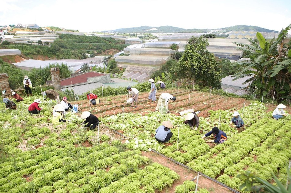Cùng chung tay thu hoạch nông sản Cùng chung tay thu hoạch nông sản