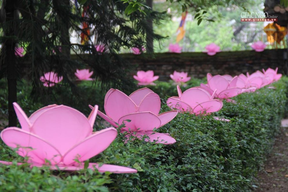 Sen hồng có mặt tô sắc trong tháng Tư thiêng liêng của người con Phật