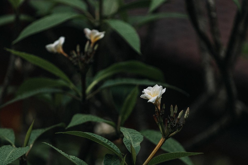 “Thiền đạo vô ngôn, hoa cỏ nói/ Kinh thư đa nghĩa, nước trăng cười&quot;