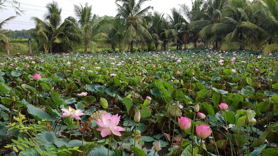 Hương sen đầu hạ Hương sen đầu hạ