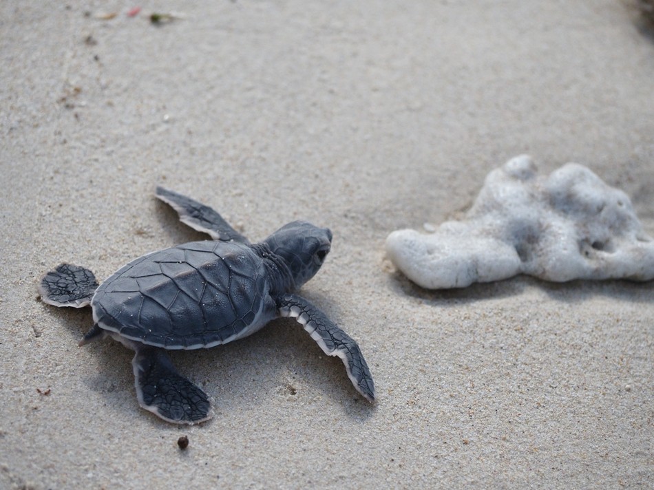 Rùa con về với thiên nhiên sau khi được tình nguyện viên hỗ trợ chăm sóc