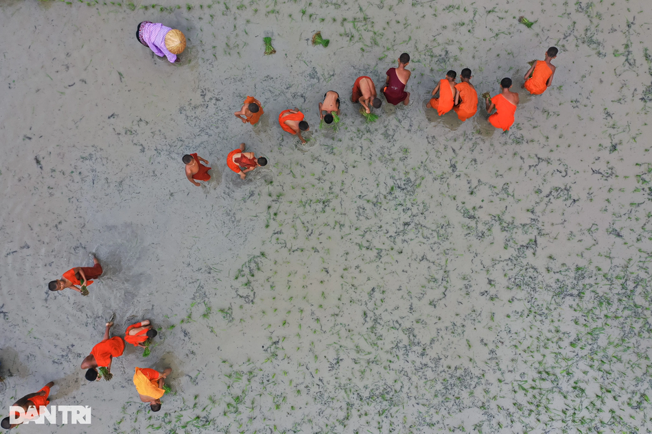 Được biết, loại giống được gieo thành mạ là loại giống đặc trưng của người đồng bào Khmer, thời gian cho mỗi mùa vụ từ 4-5 tháng