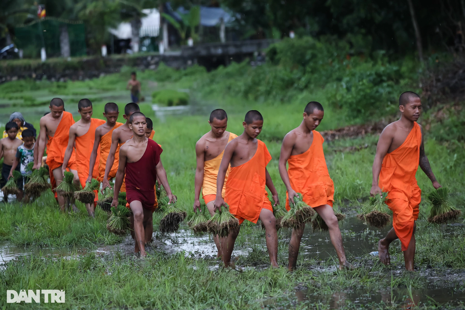 Các sư chùa Rô cùng người dân đã xuống đồng tham gia hội cấy mạ mừng lễ Sene Dolta (lễ cúng ông bà)