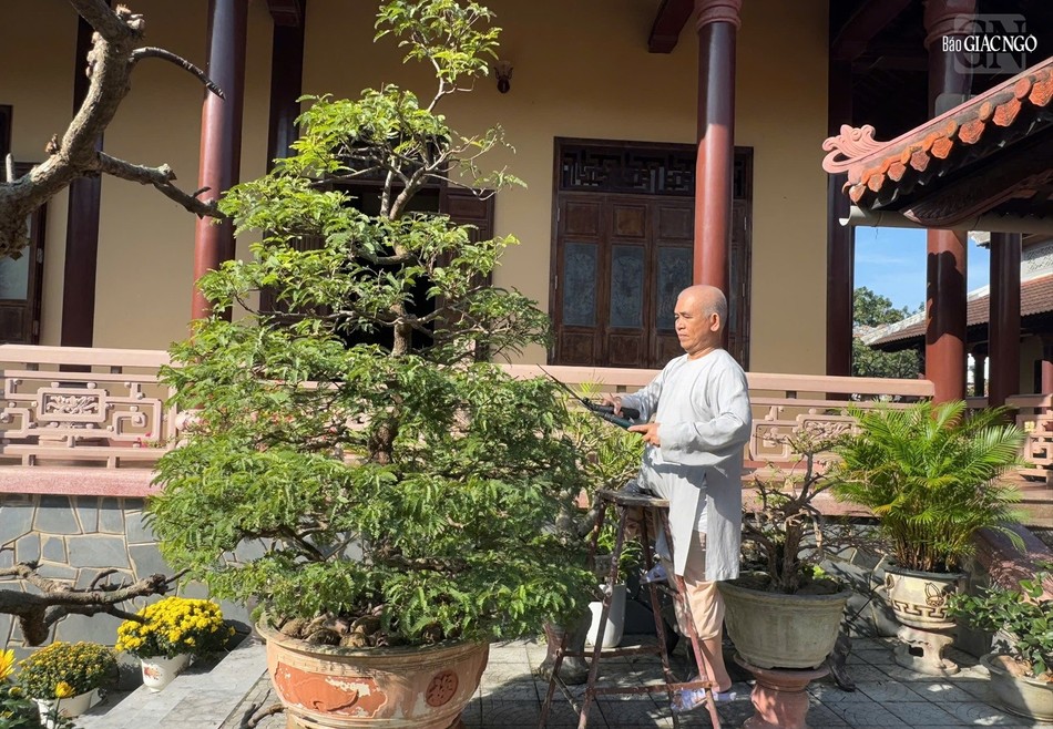 Thượng tọa Thích Kiên Niệm, trị sự tổ đình Từ Đàm tranh thủ tỉa cây cảnh để đón Tết