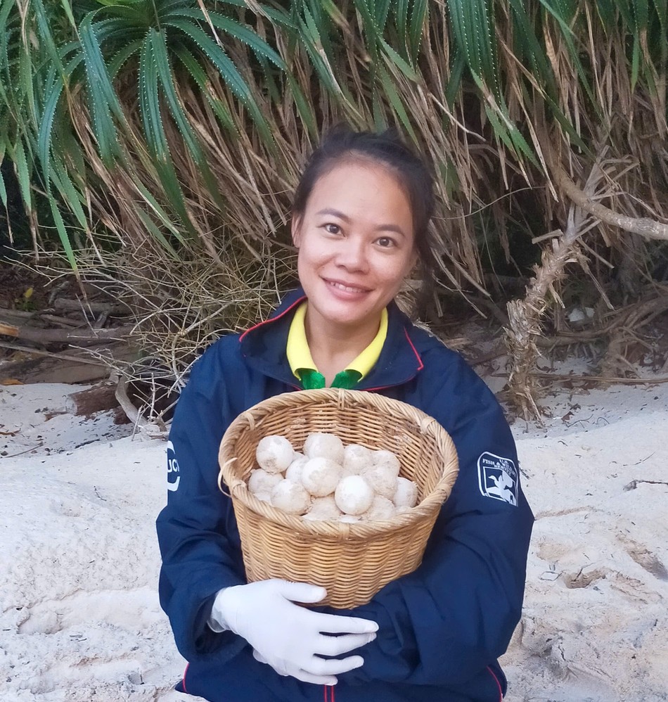 Từ ổ trứng này, qua sự cứu hộ của nhân viên Vườn Quốc gia Côn Đảo, hàng trăm sinh linh bé nhỏ có cơ hội nở ra đời