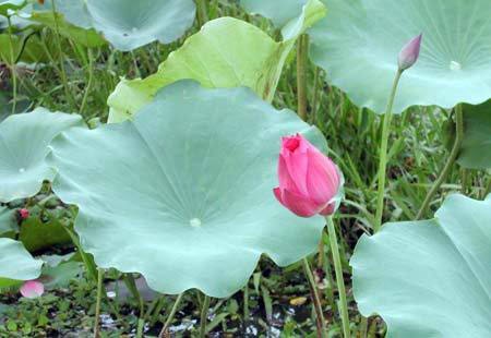 Thương nhớ những mùa sen quê tôi ảnh 4 Thương nhớ những mùa sen quê tôi ảnh 4