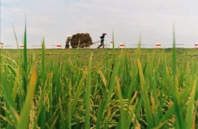 Con đê làng vẫn là "người dẫn đường" tận tụy. Ảnh: tinnhanh.com Con đê làng vẫn là "người dẫn đường" tận tụy. Ảnh: tinnhanh.com