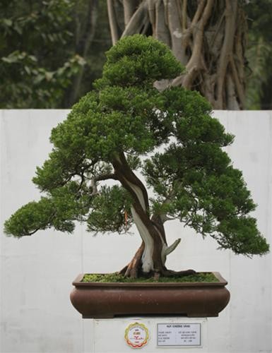 Nghệ nhân Lê Quang Vinh với cây Duyên Tùng đoạt giải vàng bonsai lớn Nghệ nhân Lê Quang Vinh với cây Duyên Tùng đoạt giải vàng bonsai lớn