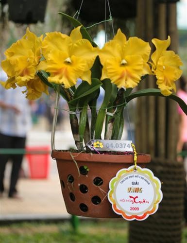 Chậu lan Cattleya vàng của nghệ nhân Nguyễn Văn Giữ là một trong 5 chậu lan đoạt giải vàng hội hoa xuân 2009 Chậu lan Cattleya vàng của nghệ nhân Nguyễn Văn Giữ là một trong 5 chậu lan đoạt giải vàng hội hoa xuân 2009