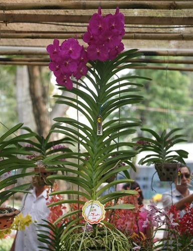 Chậu lan Vanda đoạt giải vàng của nghệ nhân Trần Kim Tuấn Chậu lan Vanda đoạt giải vàng của nghệ nhân Trần Kim Tuấn