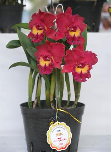 Giải vàng cuối cùng thuộc về chậu Cattleya đỏ của nghệ nhân Nguyễn Minh Giải vàng cuối cùng thuộc về chậu Cattleya đỏ của nghệ nhân Nguyễn Minh