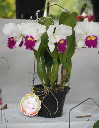 Chậu Cattleya trắng phớt tím đoạt giải vàng của nghệ nhân Phạm Văn Long Chậu Cattleya trắng phớt tím đoạt giải vàng của nghệ nhân Phạm Văn Long